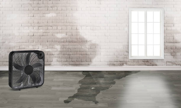 Carpet water damage restoration in Heber Overgaard, AZ